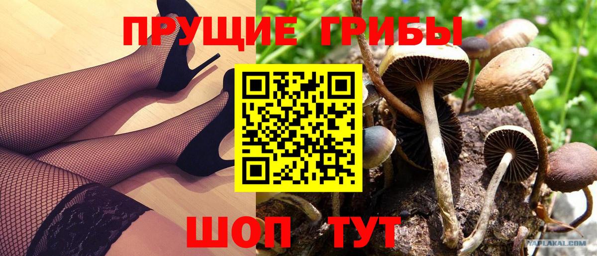 Псилоцибиновые грибы мицелий Новодвинск